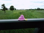 Peep by the cattails